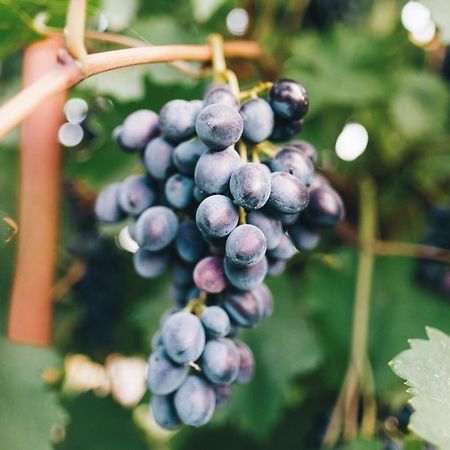 Case Vacanza Podere Risoino Poggibonsi Eksteriør bilde